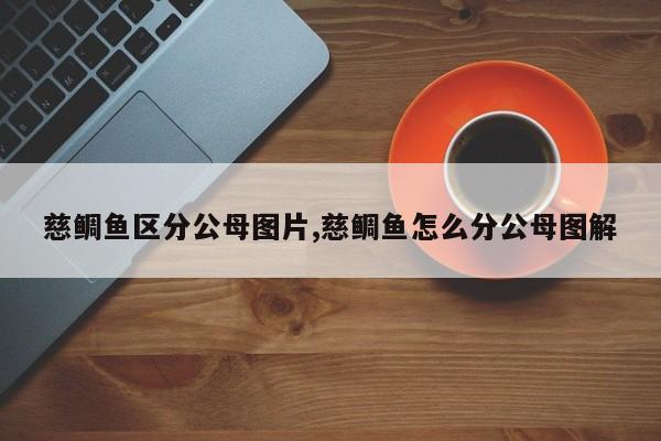 慈鲷鱼区分公母图片,慈鲷鱼怎么分公母图解